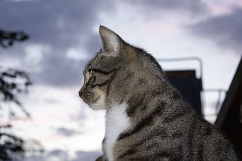 poes in de vroege avond