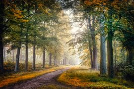 Breda Liesbos in de mist