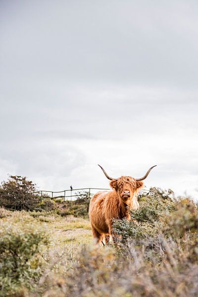 Schottischer Highlander in den Dünen von Karin Bakker