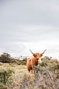 Scottish Highlander in the dunes by Karin Bakker thumbnail