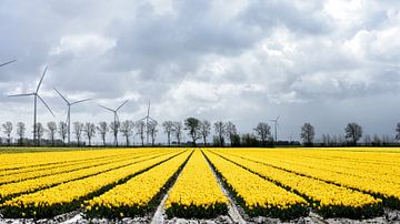 Een gele tulpenveld met een polderlucht van Gerard de Zwaan