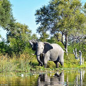 Olifant in de Okavango Delta van Amy Huibregtse