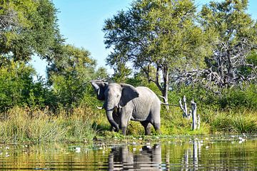 Olifant in de Okavango Delta van Amy Huibregtse