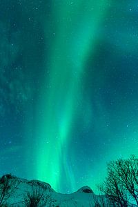 Nordlichter  über den Lofoten in Nordnorwegen
