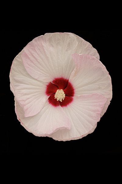 Porträt des Hibiskus von Foto Studio Labie