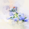 Watercolour