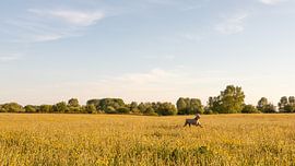 Weimaraner in weiland by Antoon van Osch