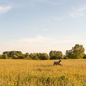 Weimaraner in weiland by Antoon van Osch