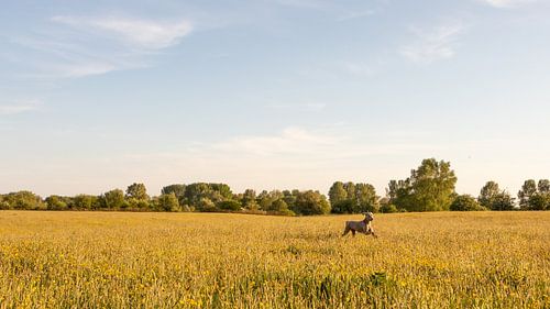 Weimaraner in weiland