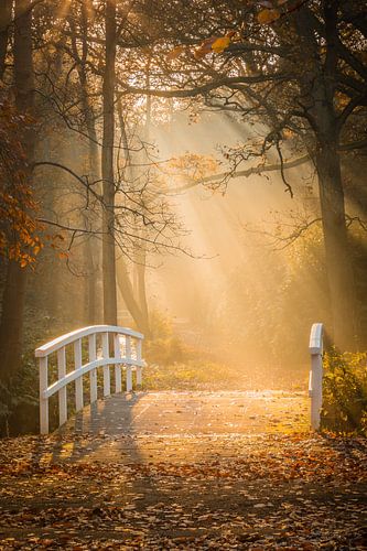 Herfstkleuren in het bos