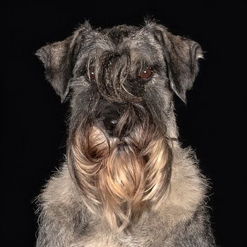 schnautzer on black background