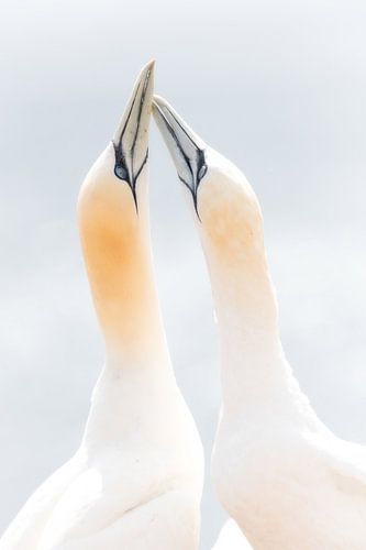 Jan van Gent Helgoland