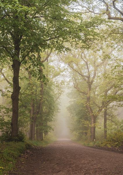 picturesque trees by Tania Perneel