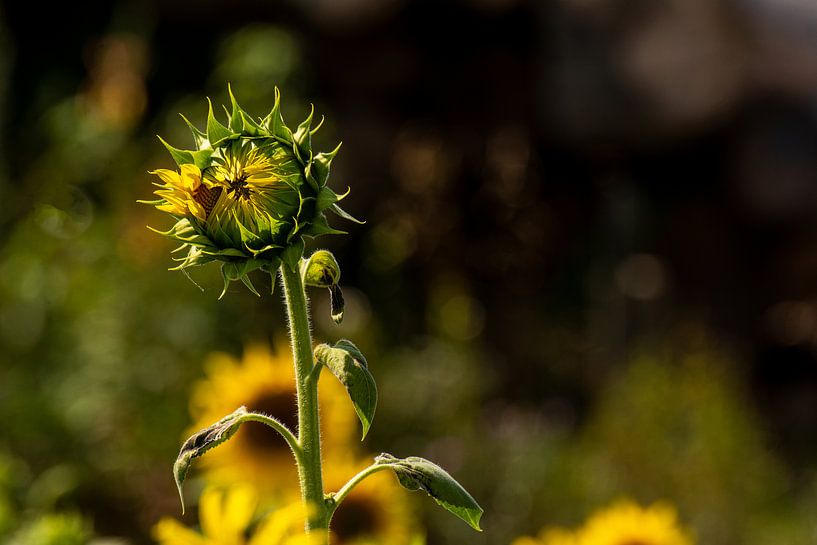 Natur von Johnny Flash