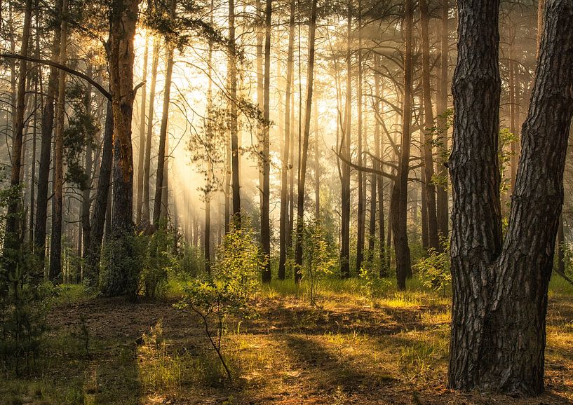 sunny forest by Mykhailo Sherman