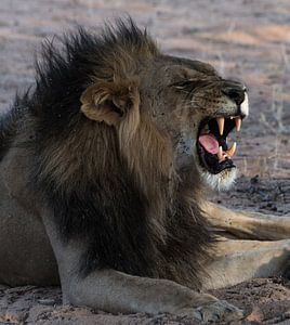 Kgalagadi King! van Robert Kok