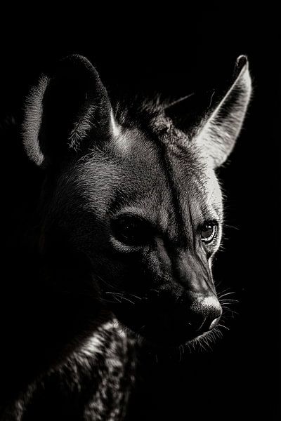 Hyena by Poster Art Shop