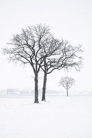 bavel in snow 2 by Peter Smeekens