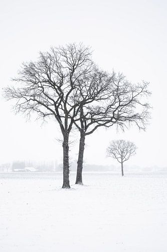 bavel in snow 2
