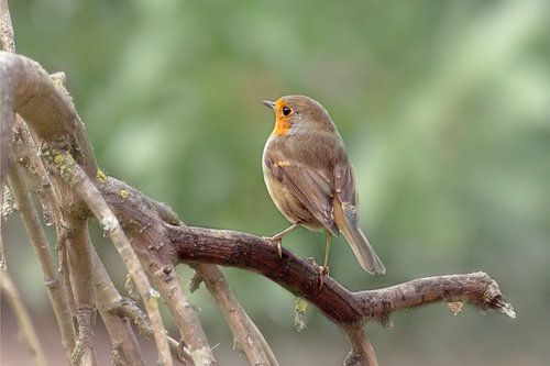The European Robin