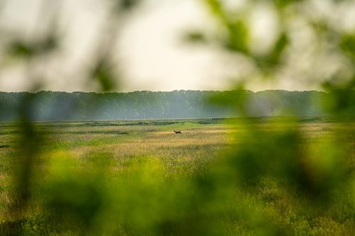 Kleine Rehe in der Natur