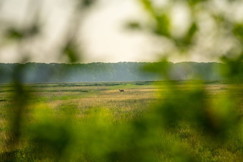 Kleine Rehe in der Natur von Stef Wingens