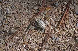 Schelp op het pad by Daan Grashoff