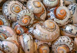 Marine snail shells by Achim Prill