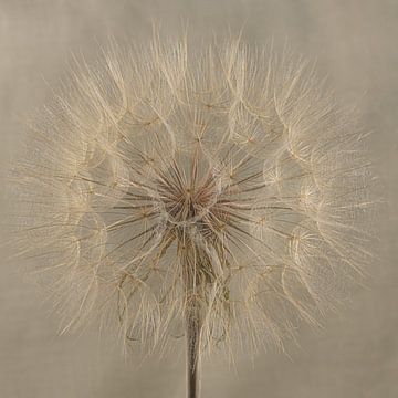 Rust in de natuur: Pluizenbol van een Tragopogon van Marjolijn van den Berg