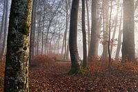 Herbstwald