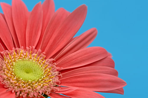 Gedeeltelijke weergave van een looierij bloem