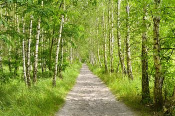 Birch Forest