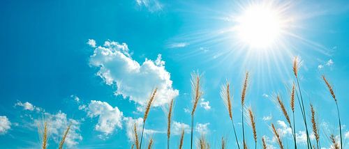 Zonnige lucht boven een groen veld