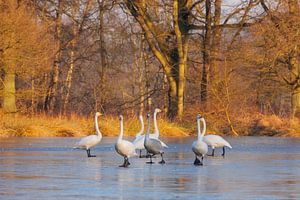 Whooper swans, dancing on ice von Karla Leeftink