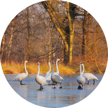 Wilde zwanen, dansend op het ijs