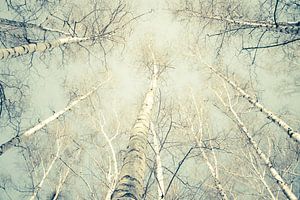 Birch Trees 1 van Dorit Fuhg