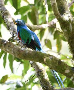 Quetzal (oiseau coloré d'Amérique centrale)