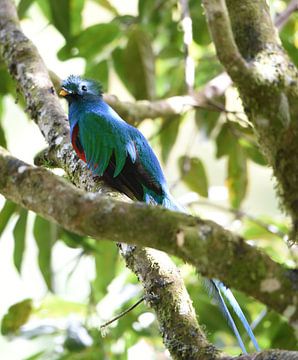 Quetzal (oiseau coloré d'Amérique centrale) sur Rini Kools