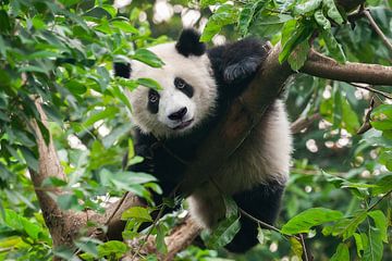 Panda beer klimt in boom van Chihong