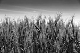 Champ de blé (photographie en noir et blanc) sur Frank Herrmann