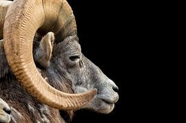 Dikhoornschaap.  von Royce Photography