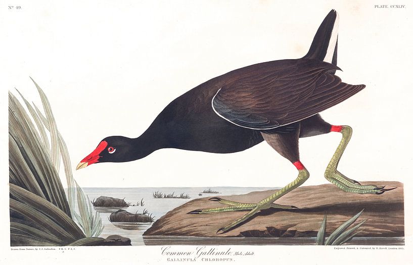 Gallinule d'Amérique par Birds of America