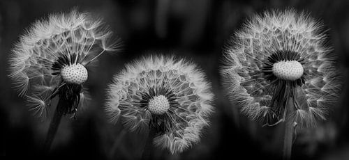 Three dandelion fluff balls