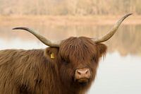 Hooglander in het laagland