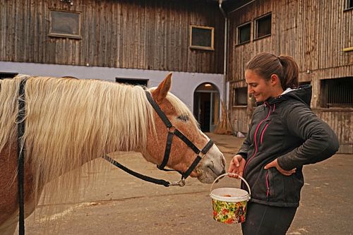 Fotoshoot met lichtbruine Haflinger met beige manen