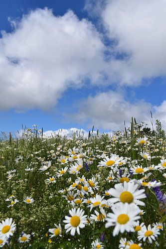 Een veld met wilde bloemen