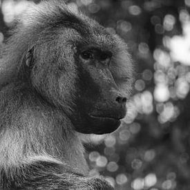 Baboon in black - white  sur Sandra de Moree