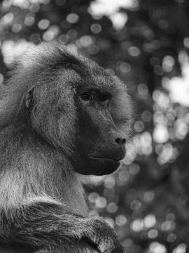Baboon in black - white 