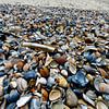 Muschelstrand an der Nordsee von Blond Beeld