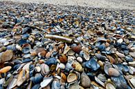 Schelpenstrand aan de Noordzee van Blond Beeld thumbnail